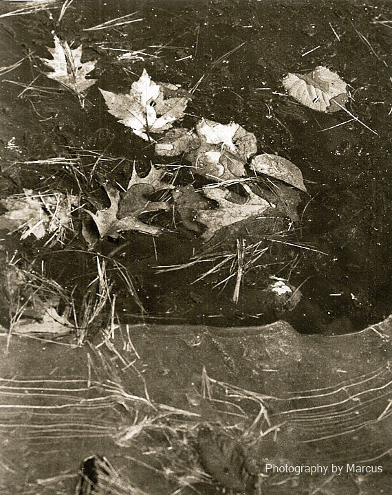 Leaves and Ice 263-24