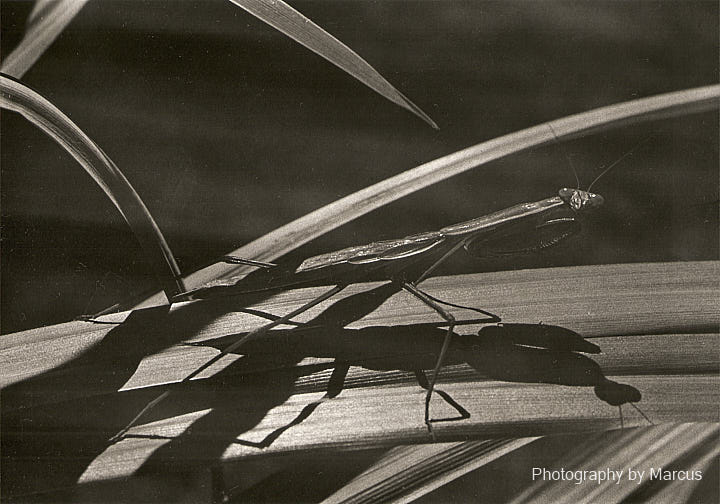 Mantis Photo Catalogue 258-3