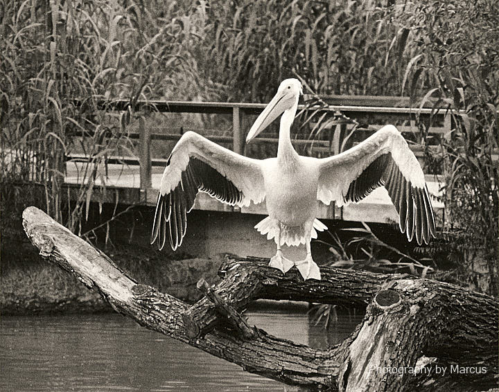 Pelican - Photo Catalgoue 238-3